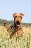 AIREDALE TERRIER 019